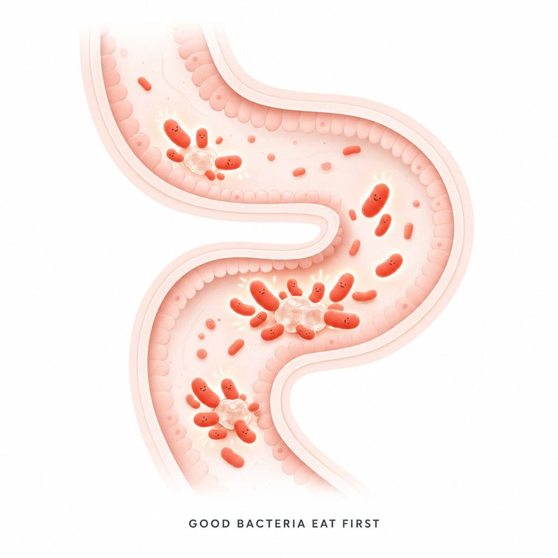 IT'S A PREBIOTIC (YOUR GOOD GUT BACTERIA EAT FIRST)